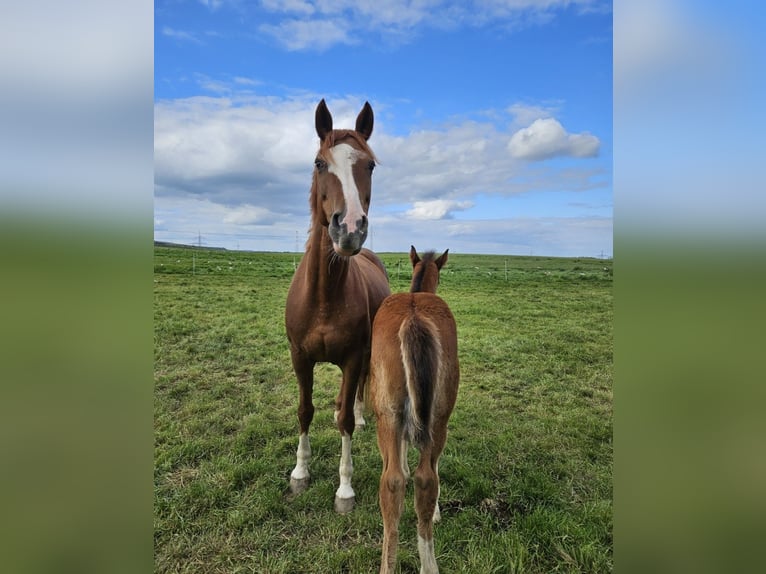 Hanoverian Mare 16 years 15,2 hh Chestnut-Red in Gudensberg