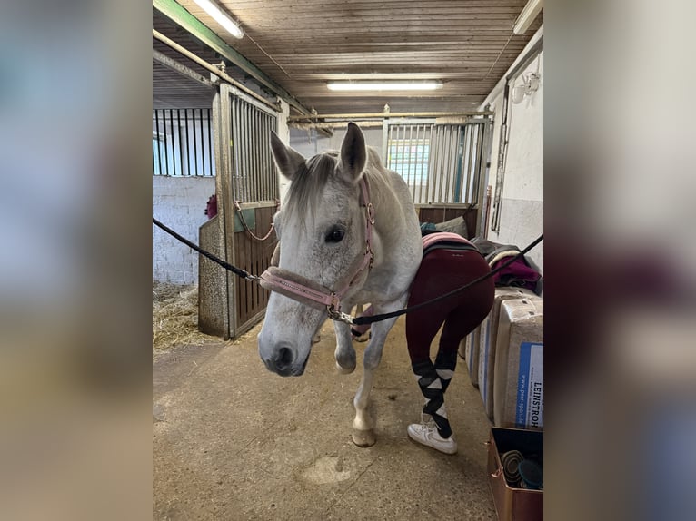 Hanoverian Mare 16 years 15,2 hh Grey-Fleabitten in Hohenhorn