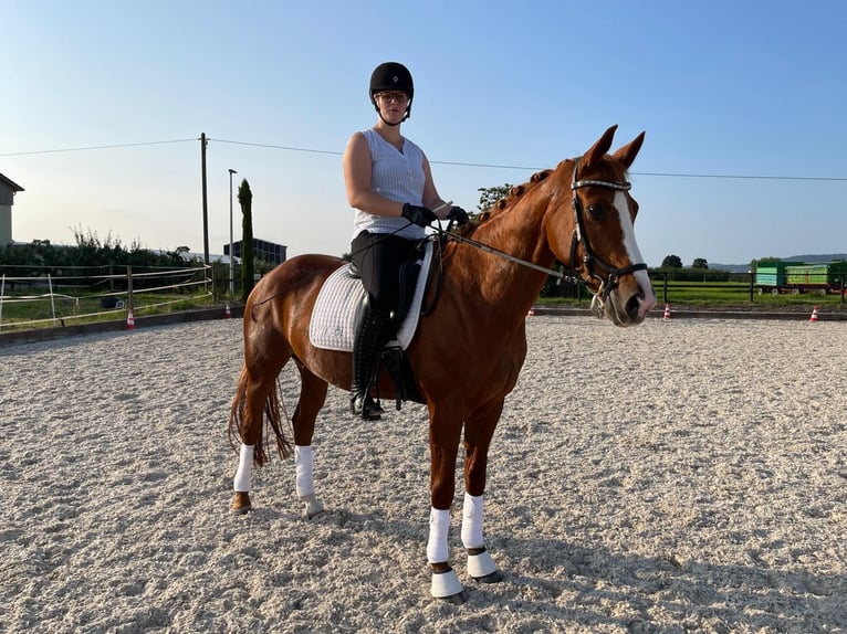 Hanoverian Mare 16 years 15,2 hh Sorrel in Oftersheim