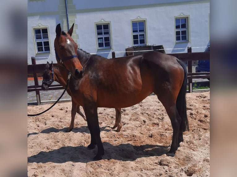 Hanoverian Mare 16 years 15,3 hh Brown in M&#xF6;llendorf