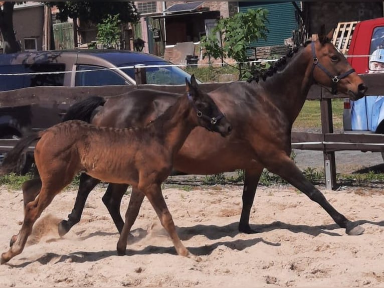 Hanoverian Mare 16 years 15,3 hh Brown in M&#xF6;llendorf