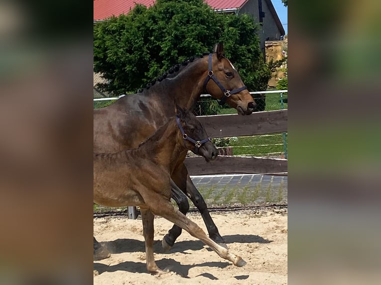 Hanoverian Mare 16 years 15,3 hh Brown in M&#xF6;llendorf