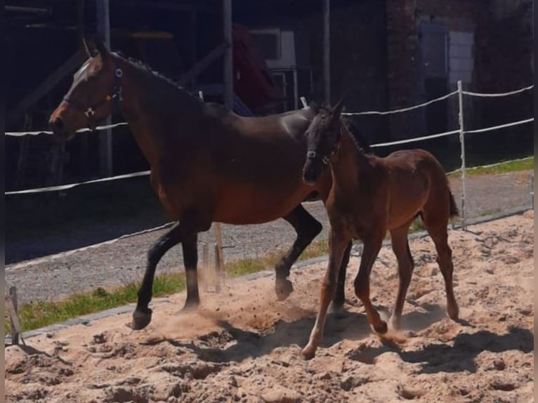 Hanoverian Mare 16 years 15,3 hh Brown in M&#xF6;llendorf