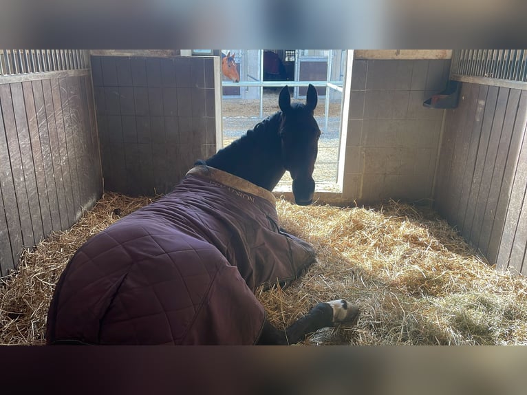 Hanoverian Mare 16 years 16.1 hh Bay-Dark in Igls