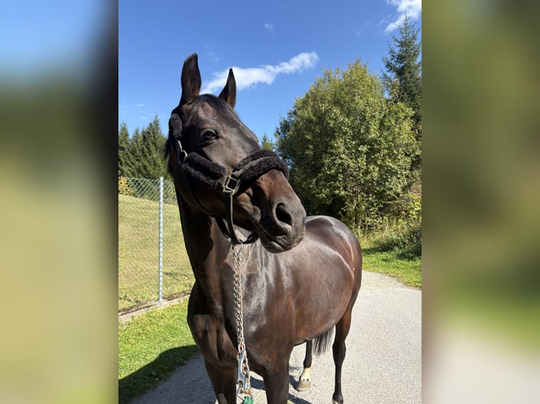 Hanoverian Mare 16 years 16.1 hh Bay-Dark in Igls