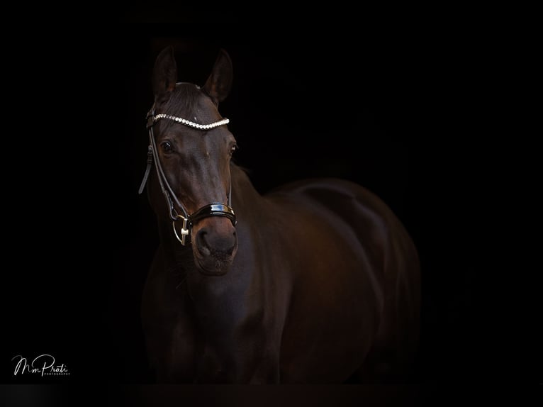 Hanoverian Mare 16 years 16.1 hh Bay-Dark in Igls
