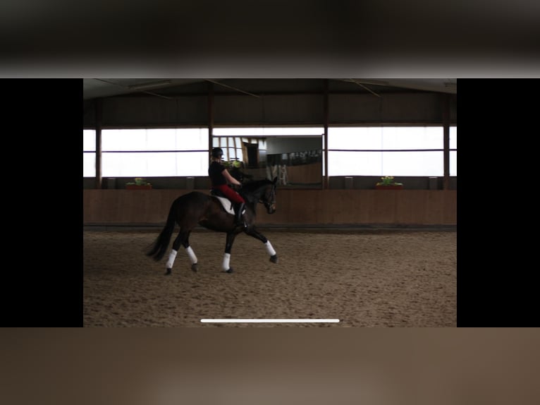 Hanoverian Mare 16 years 16,1 hh Bay-Dark in Langwedel