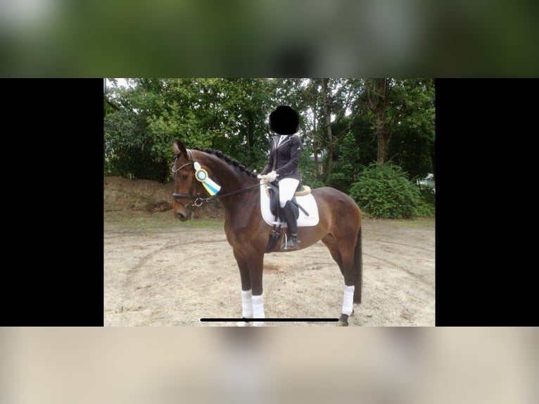 Hanoverian Mare 16 years 16,1 hh Bay-Dark in Langwedel