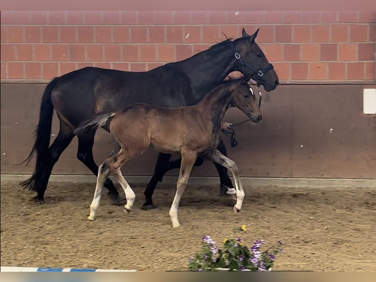 Hanoverian Mare 16 years 16,1 hh Bay-Dark in Langwedel