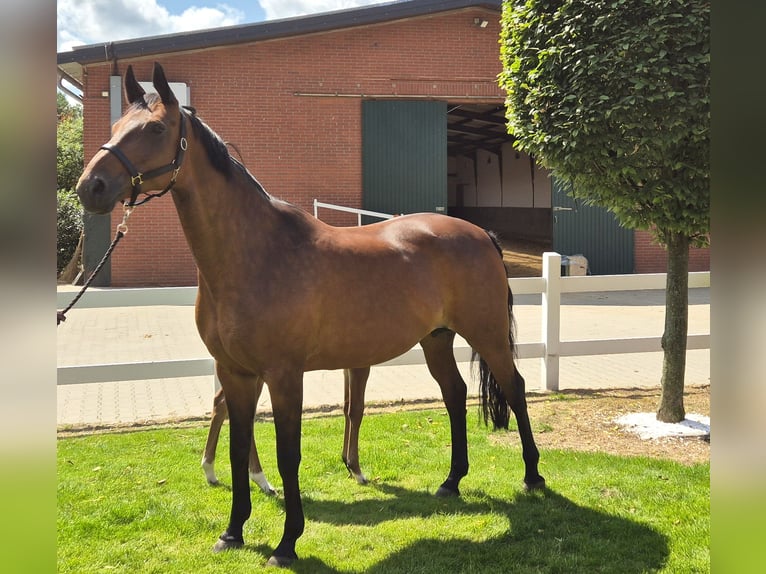 Hanoverian Mare 16 years 16,1 hh Brown in Eydelstedt