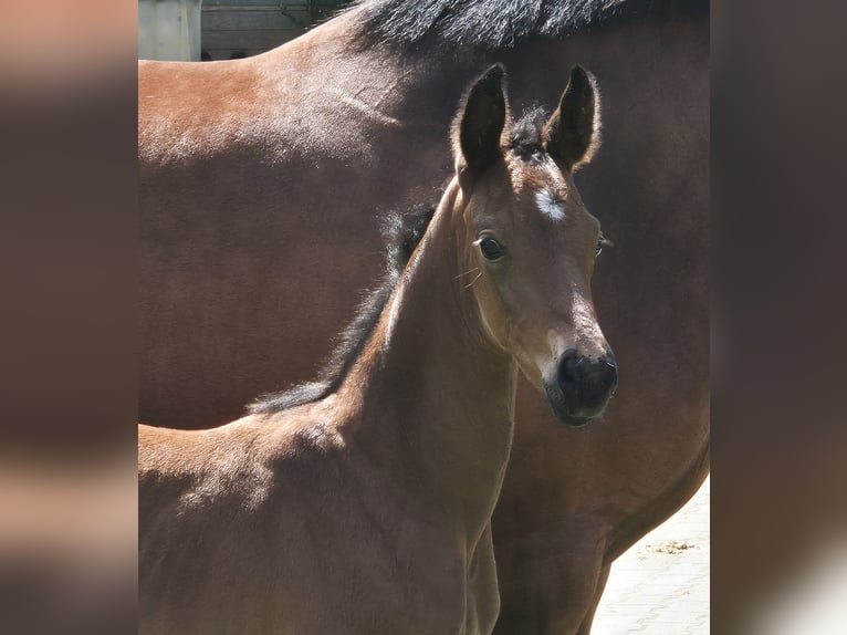 Hanoverian Mare 16 years 16,1 hh Brown in Eydelstedt