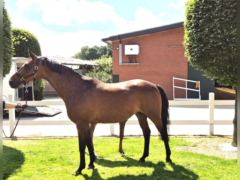 Hanoverian Mare 16 years 16,1 hh Brown in Eydelstedt