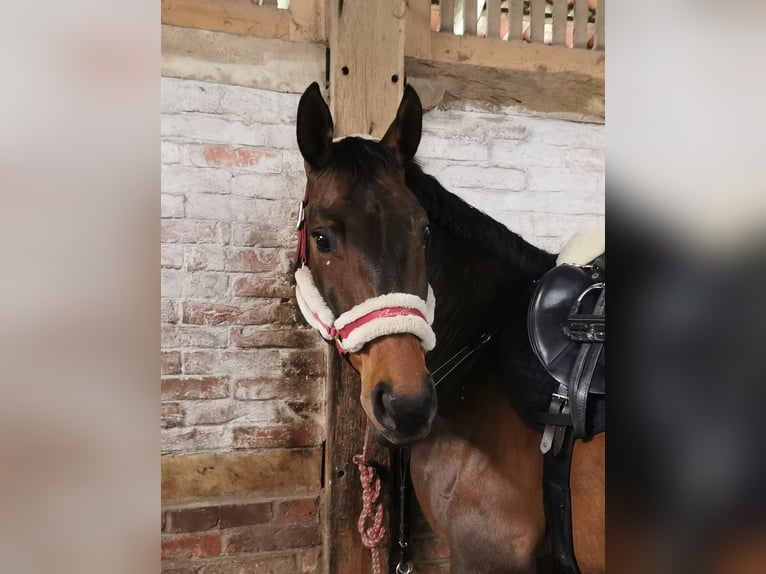 Hanoverian Mare 16 years 16,1 hh Brown in Wasbüttel