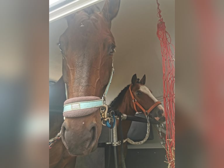 Hanoverian Mare 16 years 16,1 hh Brown in Wasbüttel