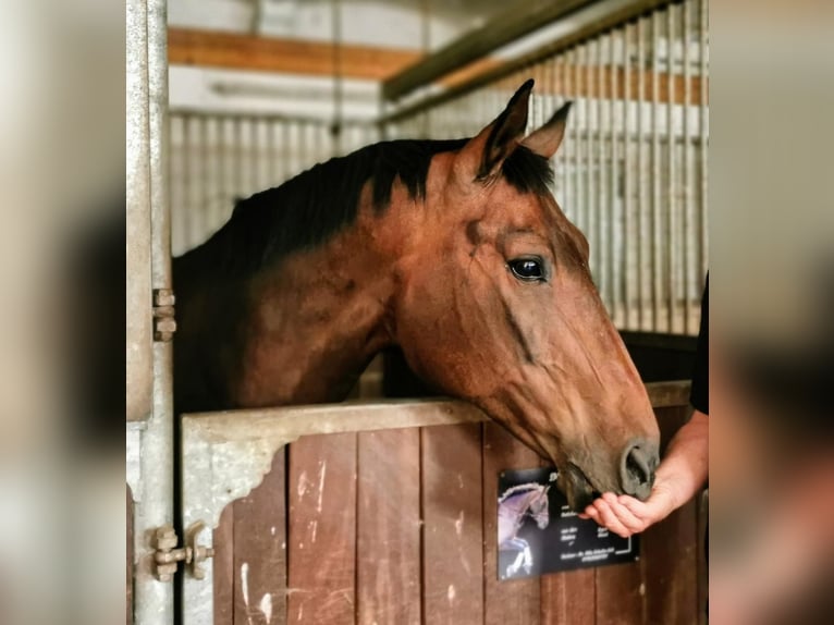 Hanoverian Mare 16 years 16,1 hh Brown in Wasbüttel