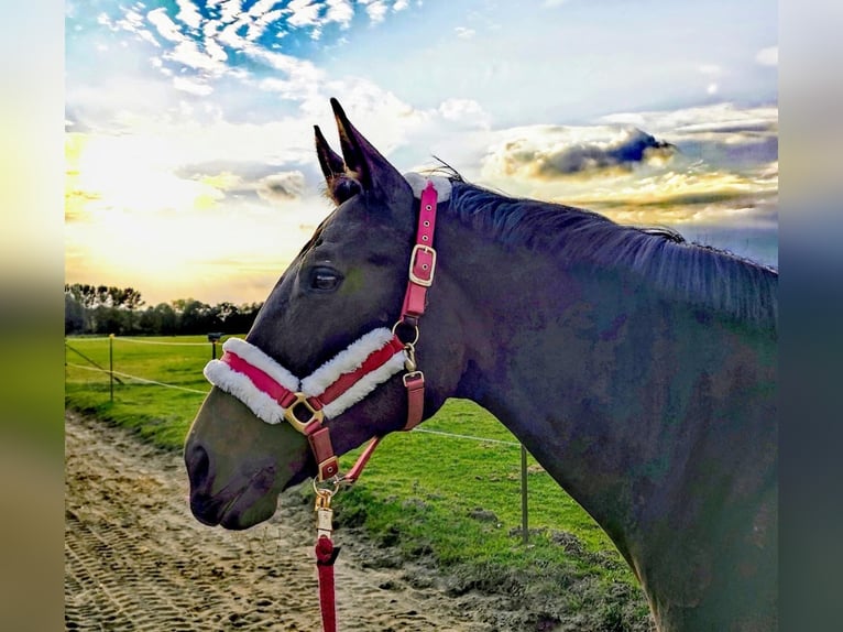 Hanoverian Mare 16 years 16,1 hh Brown in Wasbüttel