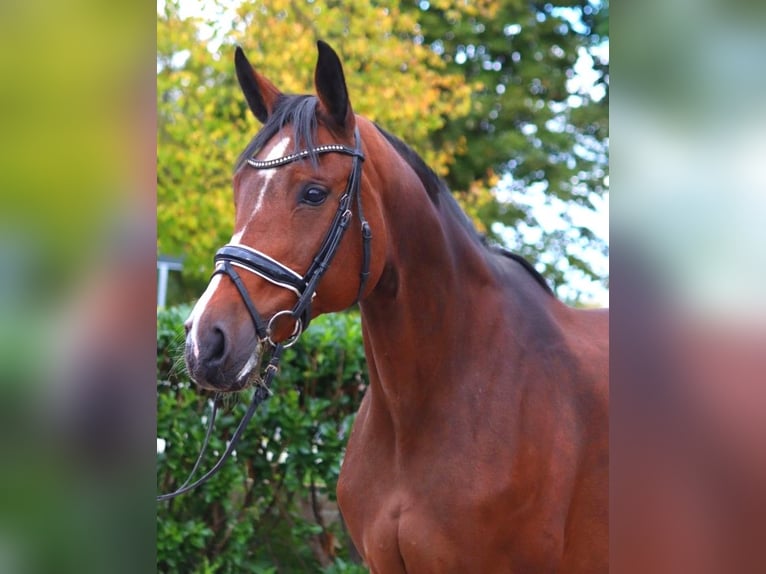 Hanoverian Mare 16 years 16,1 hh Brown in Selsingen