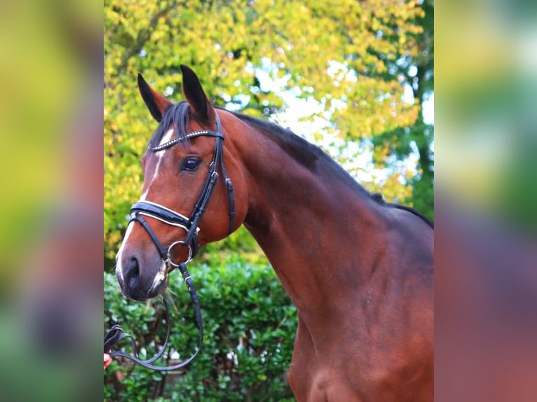 Hanoverian Mare 16 years 16,1 hh Brown in Selsingen