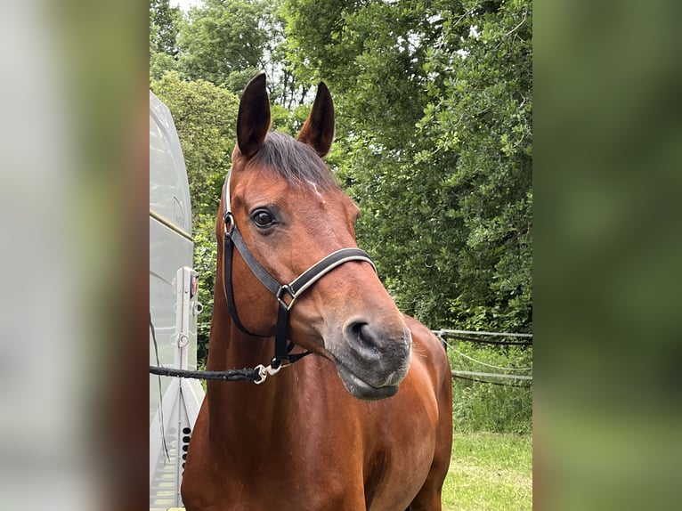 Hanoverian Mare 16 years 16,1 hh Brown in Cremlingen