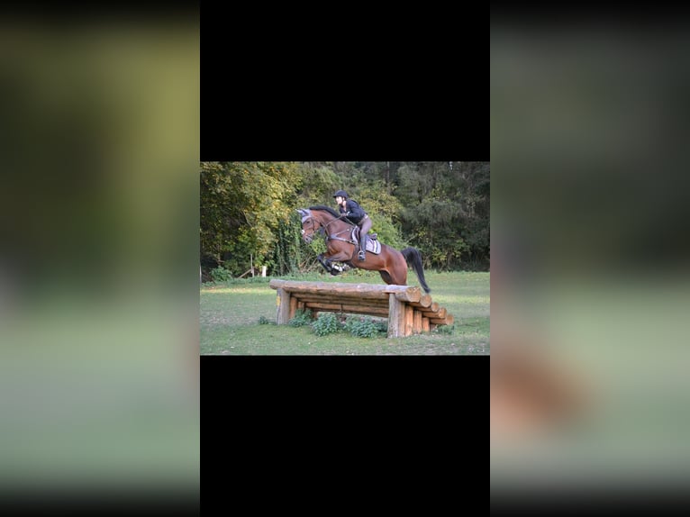 Hanoverian Mare 16 years 16,1 hh Brown in Cremlingen