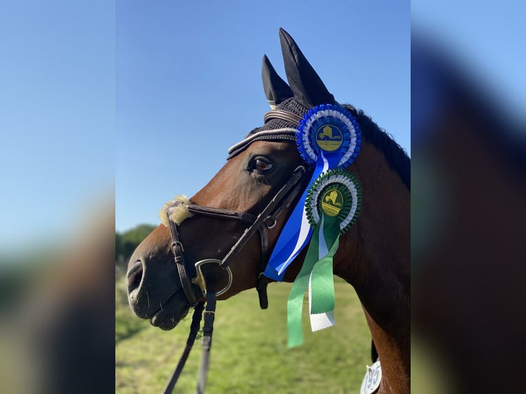 Hanoverian Mare 16 years 16,1 hh Brown in Cremlingen