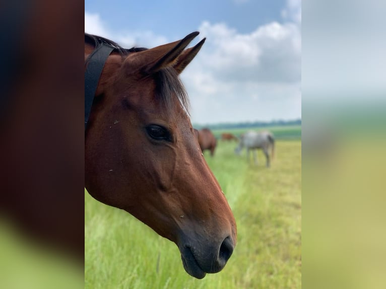 Hanoverian Mare 16 years 16,1 hh Brown in Cremlingen