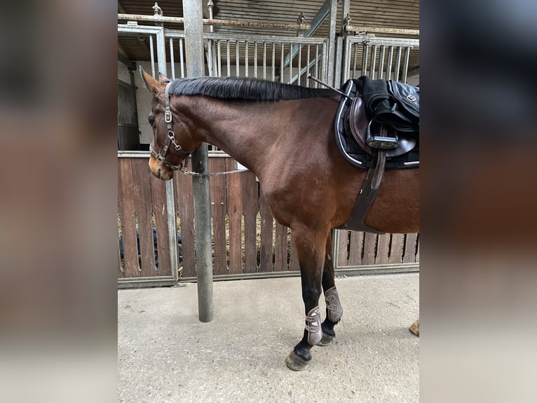 Hanoverian Mare 16 years 16,1 hh Brown in Cremlingen