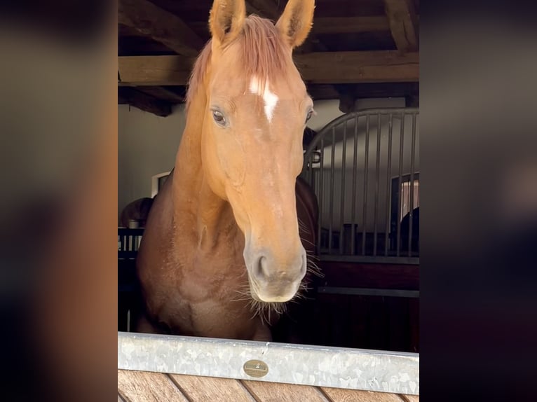 Hanoverian Mare 16 years 16,1 hh Chestnut in Schömberg