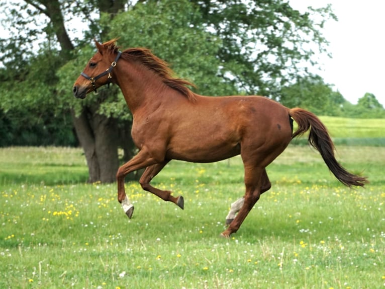 Hanoverian Mare 16 years 16,1 hh Chestnut-Red in Nauen