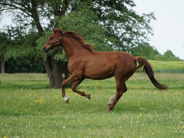 Hanoverian Mare 16 years 16,1 hh Chestnut-Red in Nauen