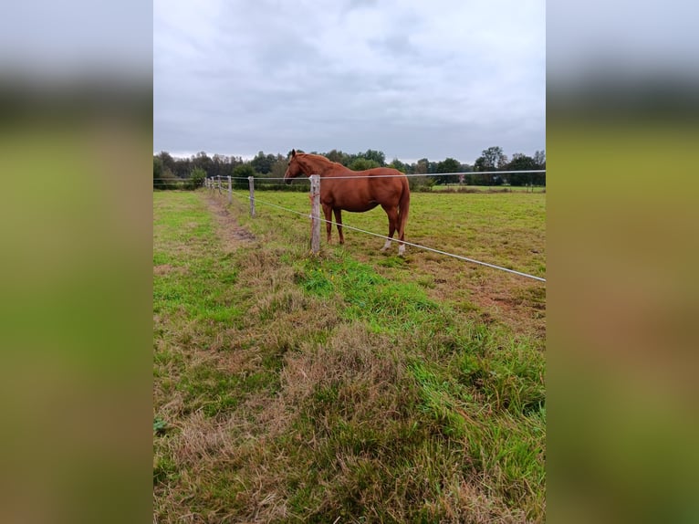 Hanoverian Mare 16 years 16,1 hh Chestnut-Red in Lilienthal