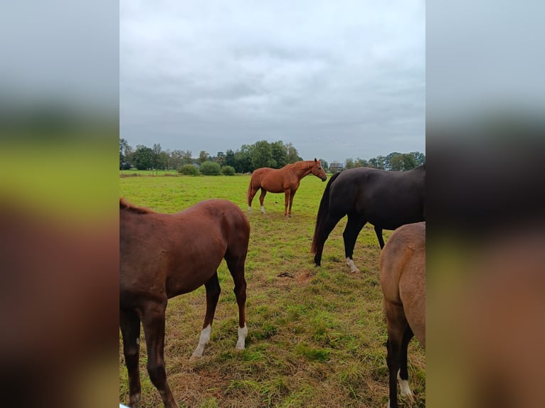 Hanoverian Mare 16 years 16,1 hh Chestnut-Red in Lilienthal