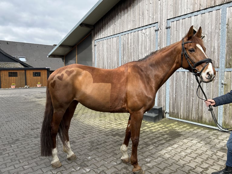 Hanoverian Mare 16 years 16,1 hh Chestnut-Red in Oelde