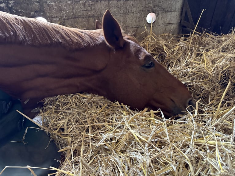 Hanoverian Mare 16 years 16.1 hh Chestnut-Red in Langenhagen