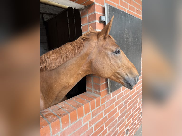 Hanoverian Mare 16 years 16.1 hh Chestnut-Red in Langenhagen