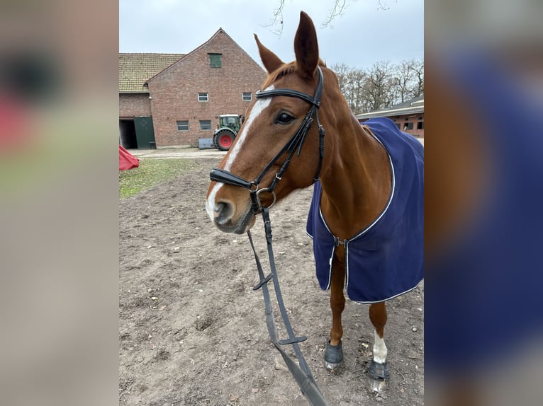 Hanoverian Mare 16 years 16.1 hh Chestnut-Red in Langenhagen