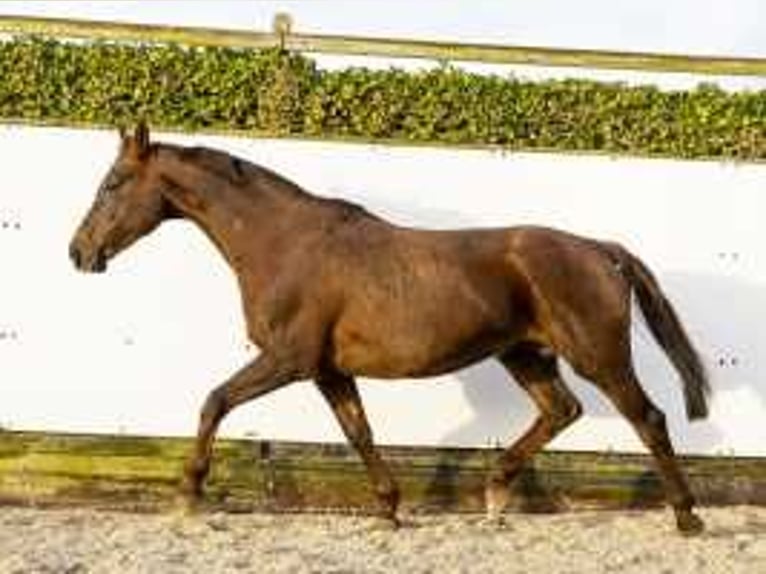 Hanoverian Mare 16 years 16,1 hh Chestnut-Red in Waddinxveen