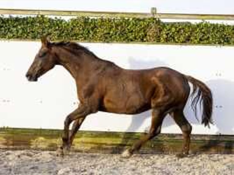 Hanoverian Mare 16 years 16,1 hh Chestnut-Red in Waddinxveen