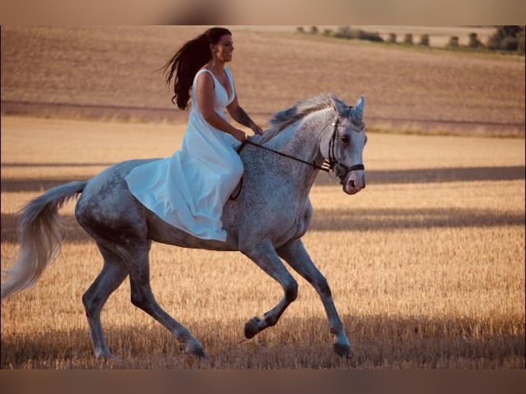 Hanoverian Mare 16 years 16,1 hh Gray-Fleabitten in Borken