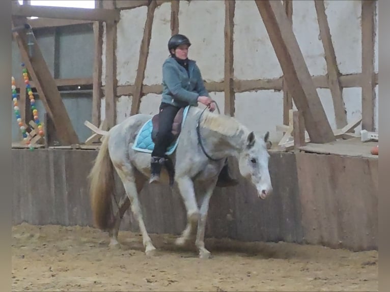 Hanoverian Mare 16 years 16,1 hh Gray-Fleabitten in Borken