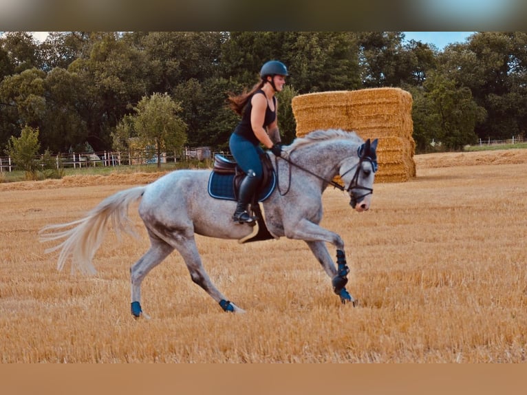 Hanoverian Mare 16 years 16,1 hh Gray-Fleabitten in Borken