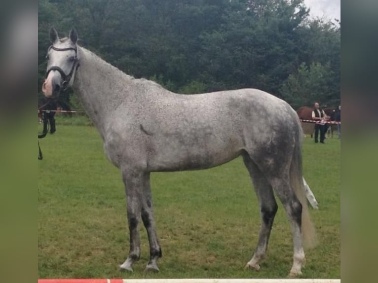 Hanoverian Mare 16 years 16,1 hh Gray-Fleabitten in Borken