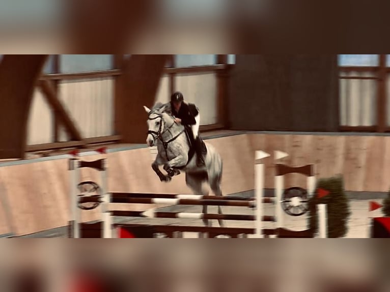 Hanoverian Mare 16 years 16,1 hh Gray-Fleabitten in Borken