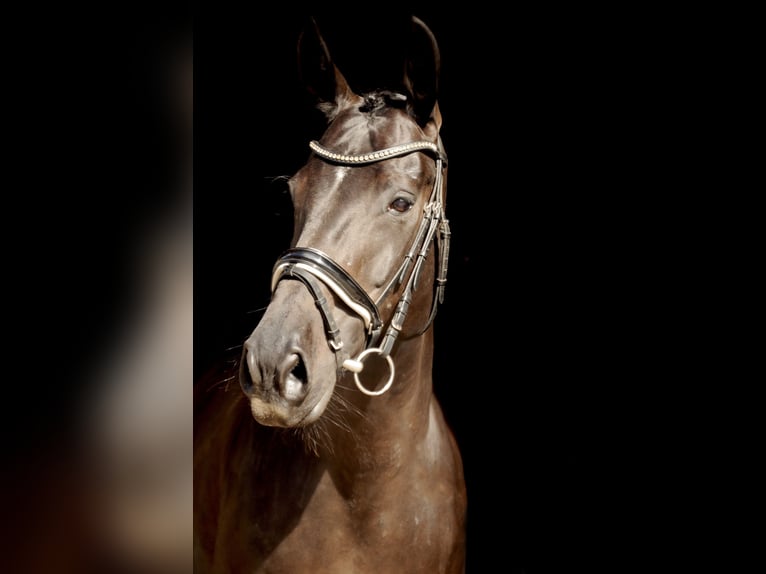 Hanoverian Mare 16 years 16,1 hh Smoky-Black in Wartenberg