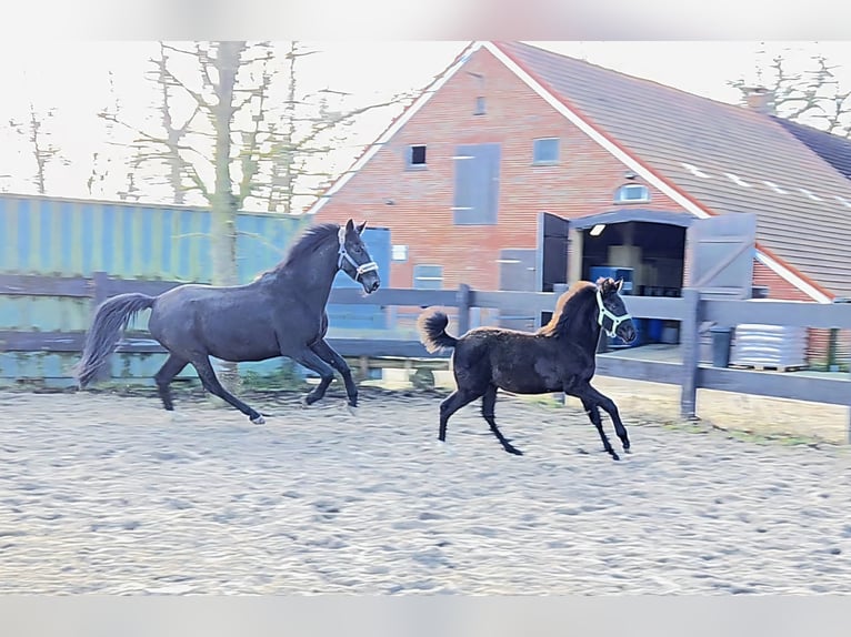 Hanoverian Mare 16 years 16.2 hh Black in Leer (Ostfriesland)