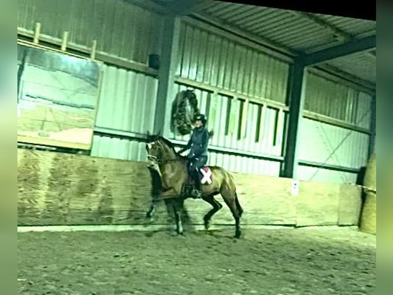 Hanoverian Mare 16 years 16,2 hh Brown in Esens