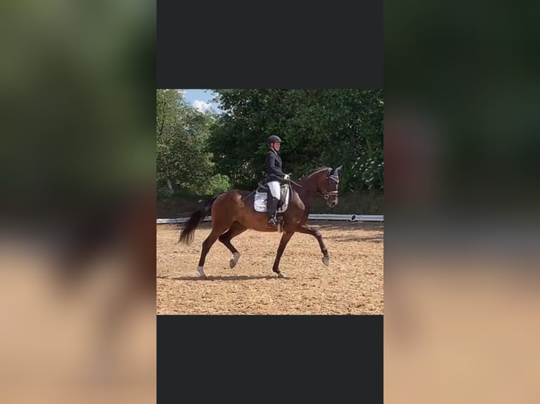 Hanoverian Mare 16 years 16,2 hh Brown in Esens