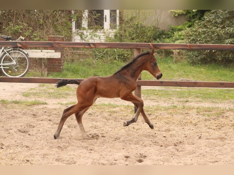 Hanoverian Mare 16 years 16,2 hh Brown in Oyten