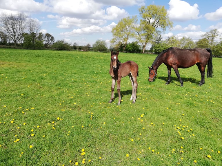 Hanoverian Mare 16 years 16,2 hh Brown in Oyten