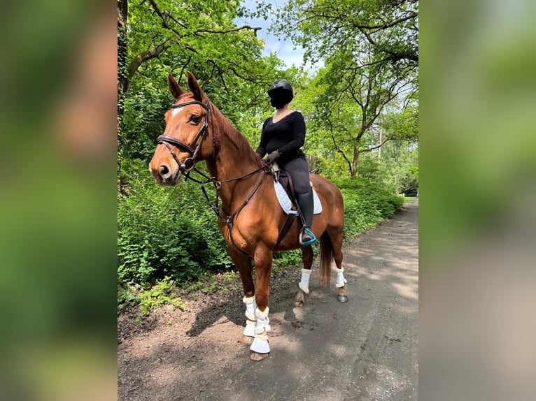 Hanoverian Mare 16 years 16.2 hh Chestnut-Red in Celle